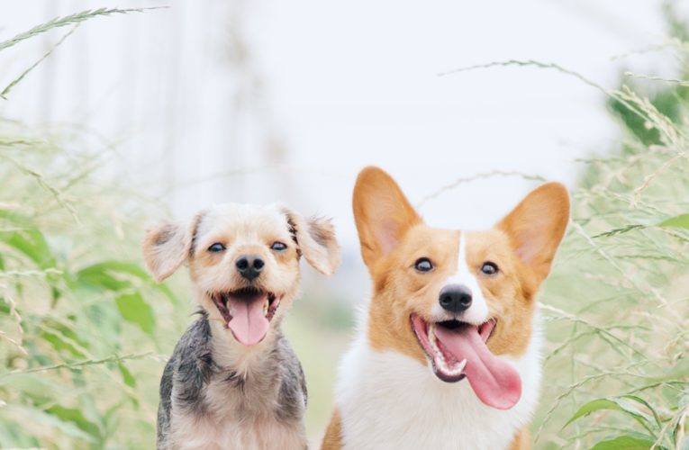 Preventing Home Dog Fights in Lauderhill